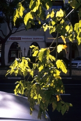 http://www.cedrickeymenier.com/files/gimgs/th-111_120617.jpg