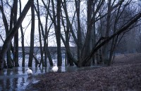 http://www.cedrickeymenier.com/files/gimgs/th-68_030609.jpg
