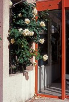 http://www.cedrickeymenier.com/files/gimgs/th-76_050537e.jpg